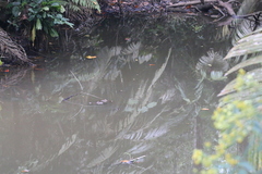 Caiman crocodilus fuscus