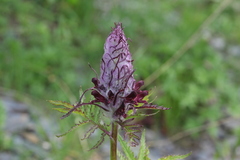 Pedicularis atropurpurea