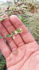 Scyphostelma