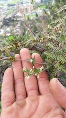 Scyphostelma