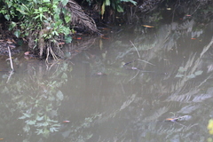 Caiman crocodilus fuscus