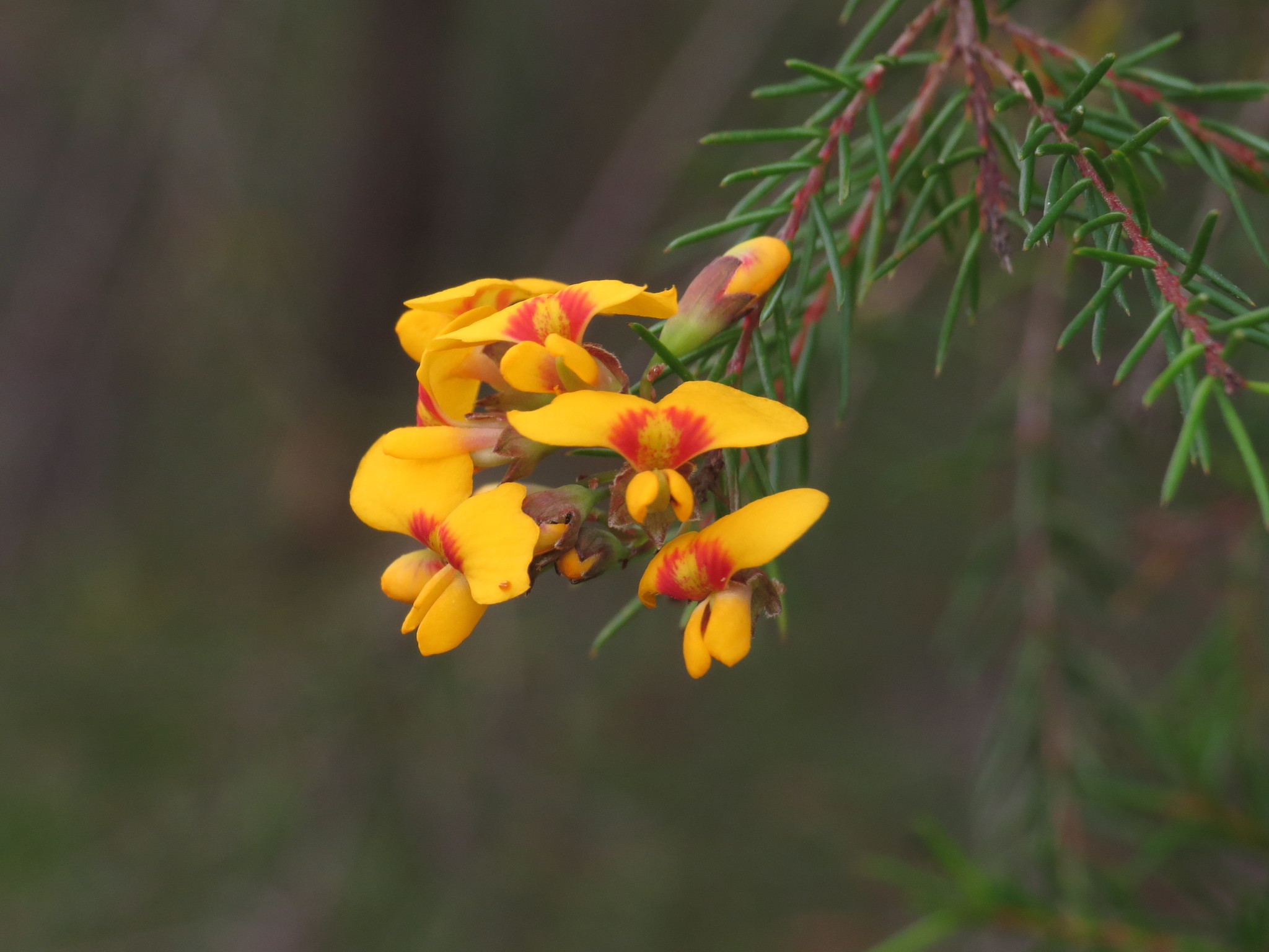 Dillwynia retorta