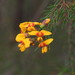 Dillwynia retorta - Photo (c) Donald Hobern，保留部份權利CC BY