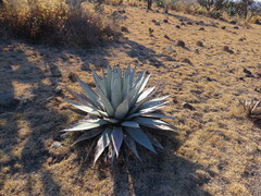 Agave applanata
