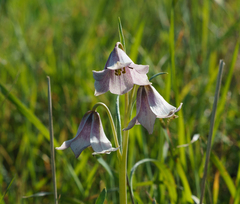 Fritillaria striata