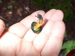 Leotia lubrica image