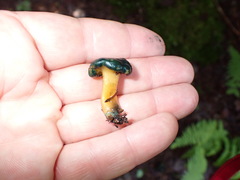 Leotia lubrica image