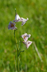 Fritillaria striata