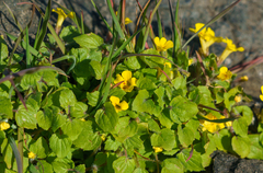 Erythranthe geniculata