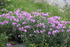 Chamaenerion colchicum