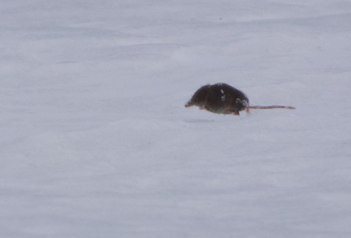 Eastern Water Shrew