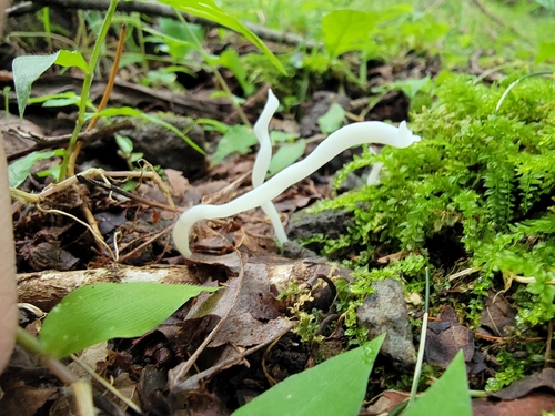 観察された菌類