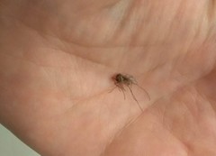 Culex quinquefasciatus