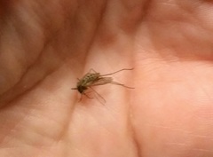 Culex quinquefasciatus