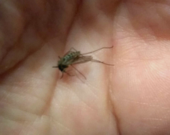 Culex quinquefasciatus