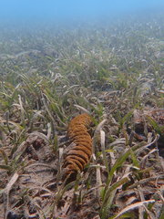 Holothuria mexicana