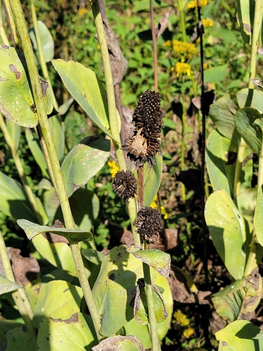 Rudbeckia maxima