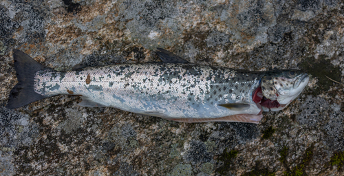 Sea trout (Salmo trutta trutta) — Salmonidae — 3