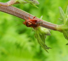 Lygus rubroclarus