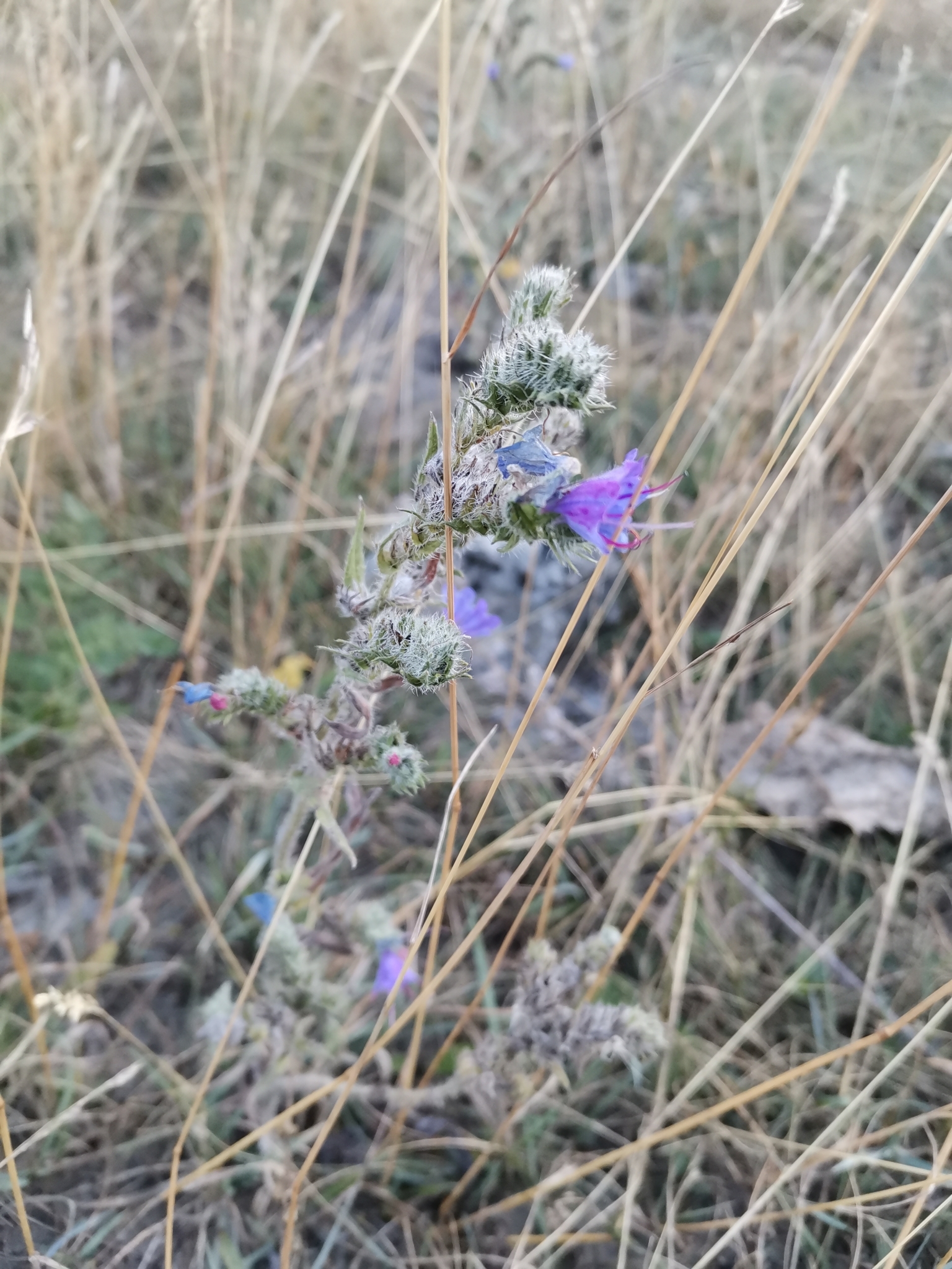 Echium vulgare vulgare