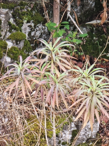 Erysimum bicolor (Erysimum bicolor)