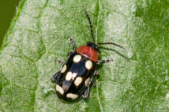 Phenrica austriaca