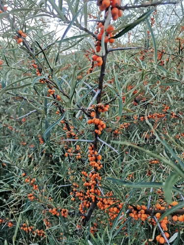 rakytník rešetliakovitý (Hippophae rhamnoides)