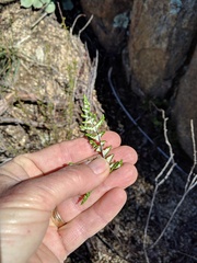 Pentagramma rebmanii