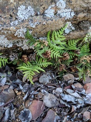 Pentagramma rebmanii