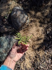 Pentagramma rebmanii