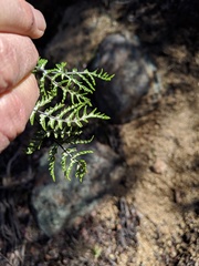 Pentagramma rebmanii