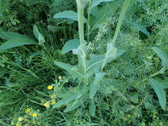 Sonchus arvensis uliginosus