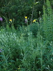 Sonchus arvensis uliginosus