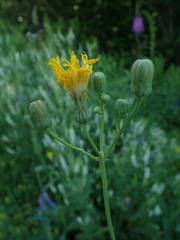 Sonchus arvensis uliginosus