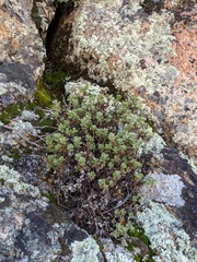 Ericameria cuneata
