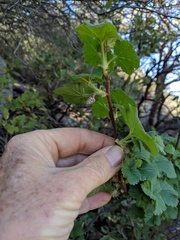 Ribes canthariforme