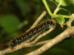 Eriogaster lanestris