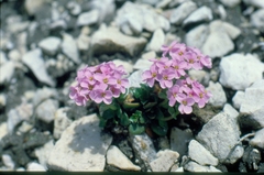 Noccaea rotundifolia