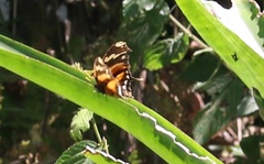 Consul fabius cecrops