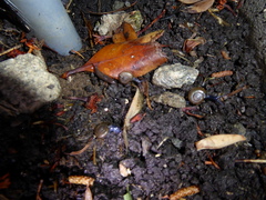 Oxychilus draparnaudi