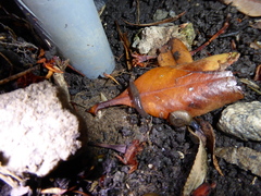 Oxychilus draparnaudi