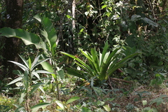 Consul fabius cecrops