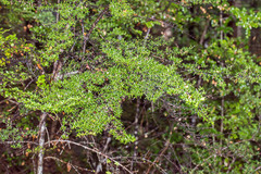 Coprosma microcarpa