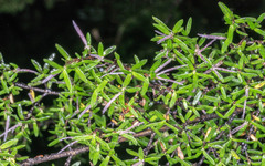 Coprosma microcarpa