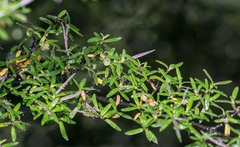 Coprosma microcarpa