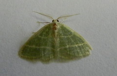 Chlorochlamys chloroleucaria