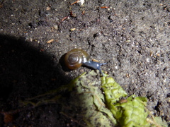 Oxychilus draparnaudi