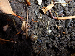 Oxychilus draparnaudi