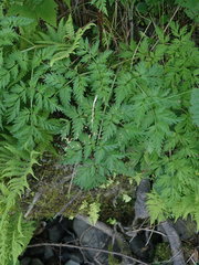 Conioselinum chinense