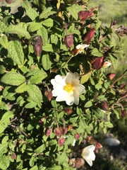Cistus salviifolius